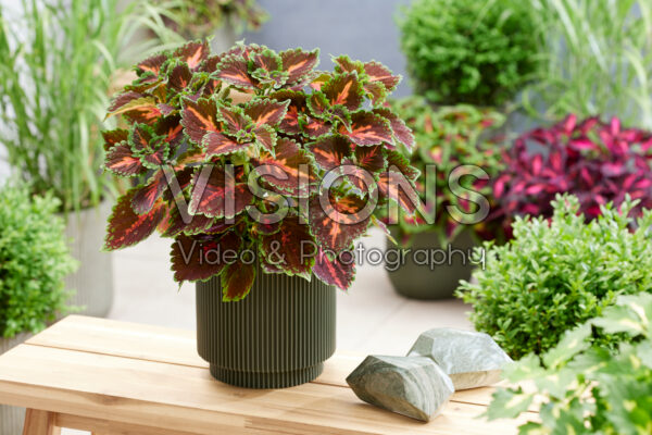 Coleus scutellarioides Stained Glassworks Magnificent Mile Coleus scutellarioides Stained Glassworks Magnificent Mile