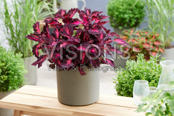 Coleus scutellarioides Stained Glassworks Royalty Coleus scutellarioides Stained Glassworks Royalty