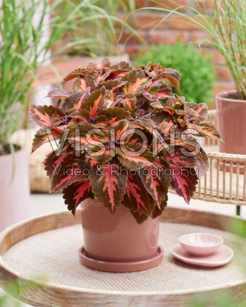 Coleus scutellarioides Main Street Sunset Boulevard Coleus scutellarioides Main Street Sunset Boulevard