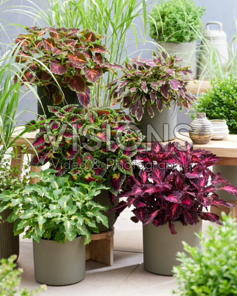 Coleus collection