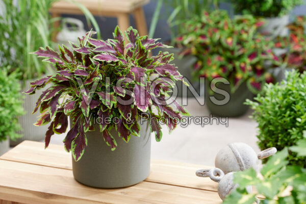 Coleus scutellarioides Stained Glassworks Le Freak Coleus scutellarioides Stained Glassworks Le Freak