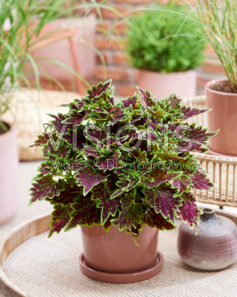 Coleus scutellarioides Main Street Bourbon Street Coleus scutellarioides Main Street Bourbon Street