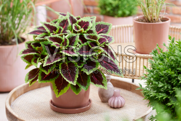 Coleus scutellarioides Main Street Alligator Alley Coleus scutellarioides Main Street Alligator Alley