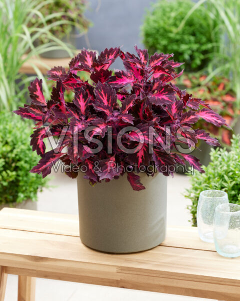 Coleus scutellarioides Stained Glassworks Royalty Coleus scutellarioides Stained Glassworks Royalty