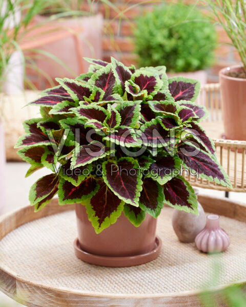 Coleus scutellarioides Main Street Alligator Alley Coleus scutellarioides Main Street Alligator Alley