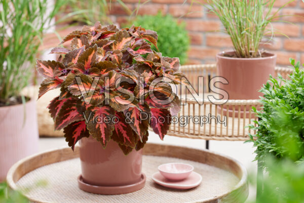 Coleus scutellarioides Main Street Sunset Boulevard Coleus scutellarioides Main Street Sunset Boulevard