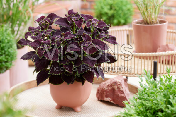 Coleus scutellarioides Main Street Abbey Road Coleus scutellarioides Main Street Abbey Road