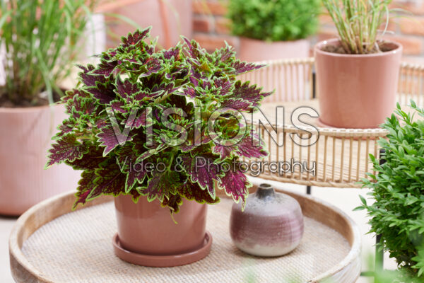 Coleus scutellarioides Main Street Bourbon Street Coleus scutellarioides Main Street Bourbon Street