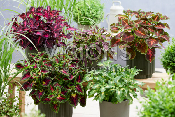 Coleus collection