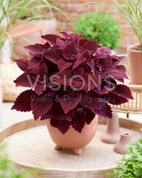 Coleus scutellarioides Main Street Beale Street Coleus scutellarioides Main Street Beale Street