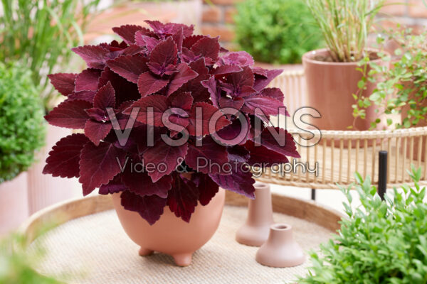 Coleus scutellarioides Main Street Beale Street