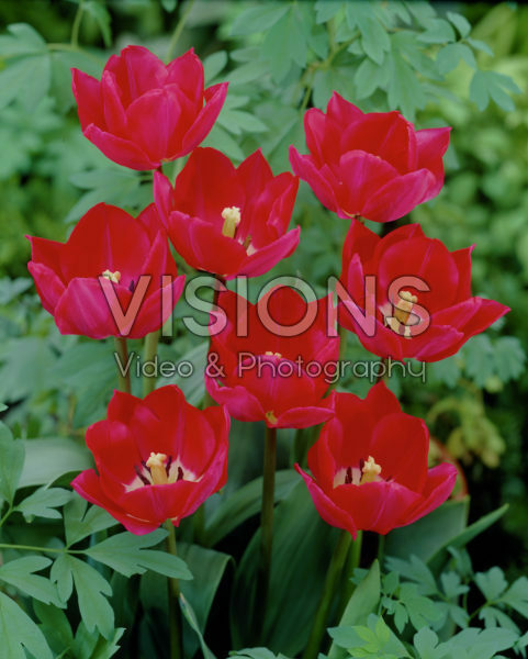 Tulipa Synaeda State Tulipa Synaeda State