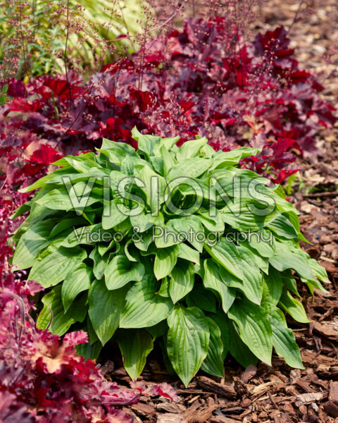 Hosta Miracle Lemony Hosta Miracle Lemony