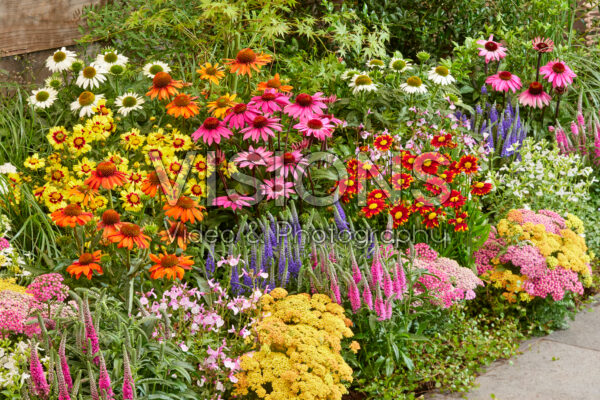 Gemengde vaste planten border