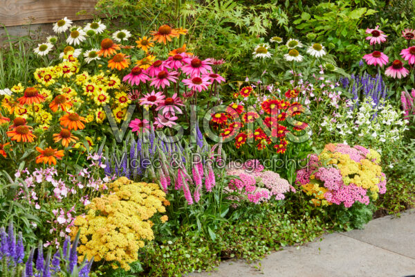 Gemengde vaste planten border