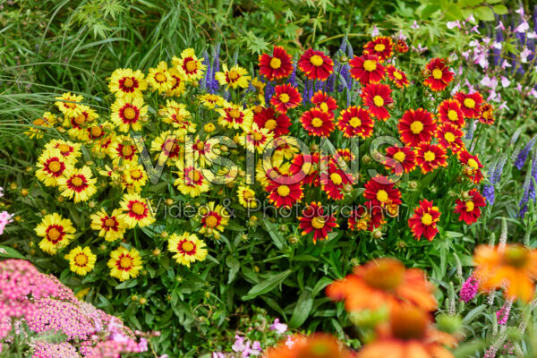 Coreopsis UpTickâ„¢ combinatie Coreopsis UpTickâ„¢ combinatie