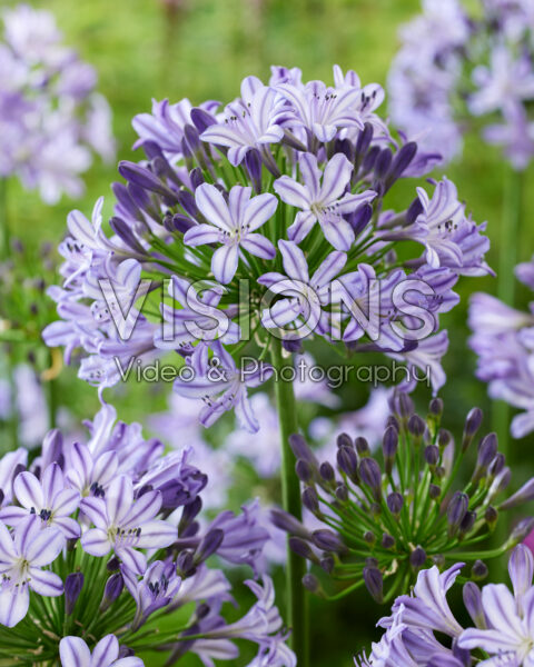 Agapanthus Everpanthus® Poppin' Star Agapanthus Everpanthus® Poppin' Star