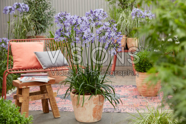 Agapanthus Everpanthus® Poppin' Star Agapanthus Everpanthus® Poppin' Star