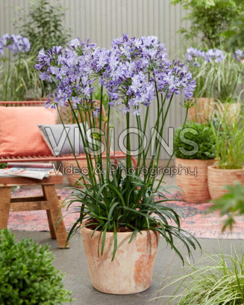 Agapanthus Everpanthus® Poppin' Star Agapanthus Everpanthus® Poppin' Star