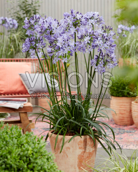 Agapanthus Everpanthus® Poppin' Star Agapanthus Everpanthus® Poppin' Star