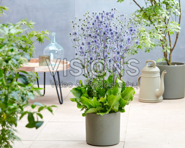 Eryngium planum Victory Blue Eryngium planum Victory Blue