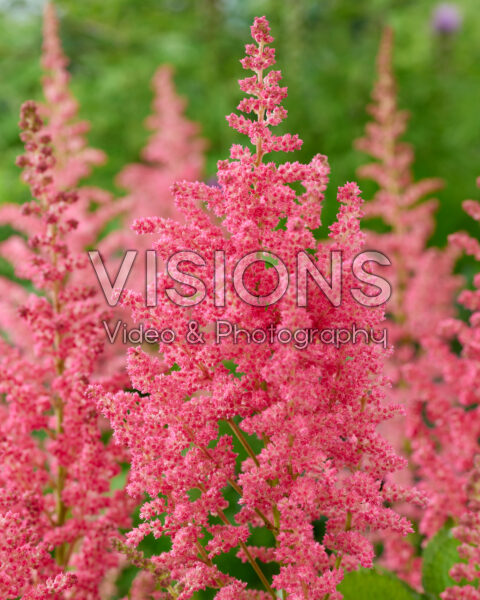 Astilbe Coral Island Astilbe Coral Island
