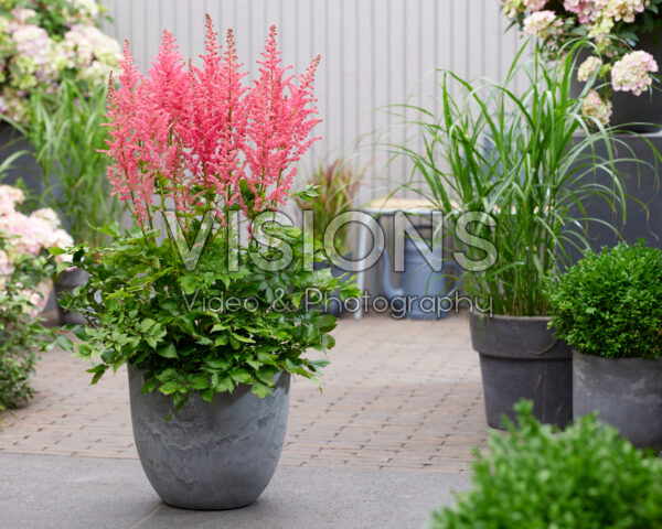 Astilbe Coral Island Astilbe Coral Island