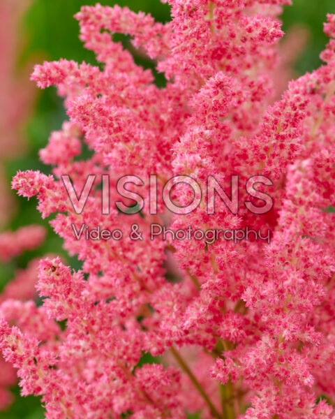 Astilbe Coral Island