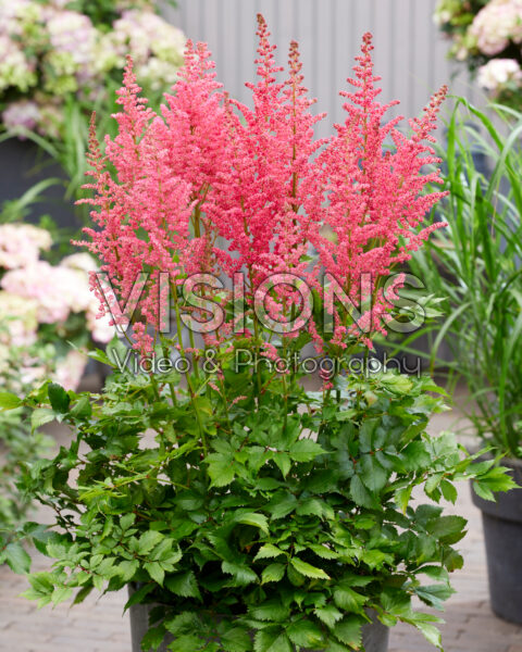 Astilbe Coral Island