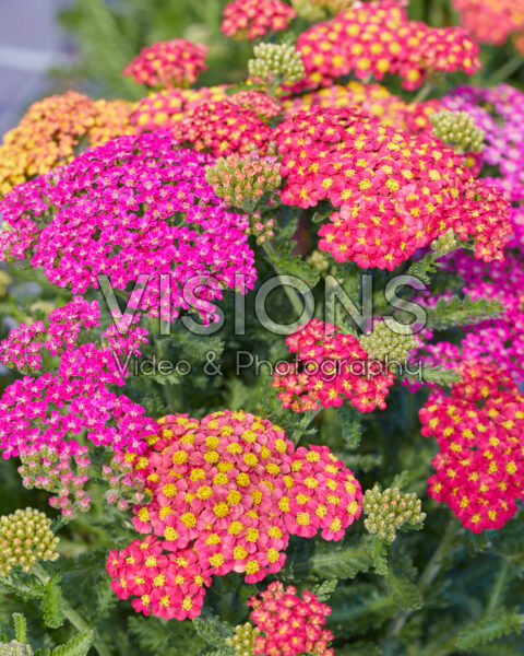 Achillea millefolium Milly Rock MixMasters® Achillea millefolium Milly Rock MixMasters®
