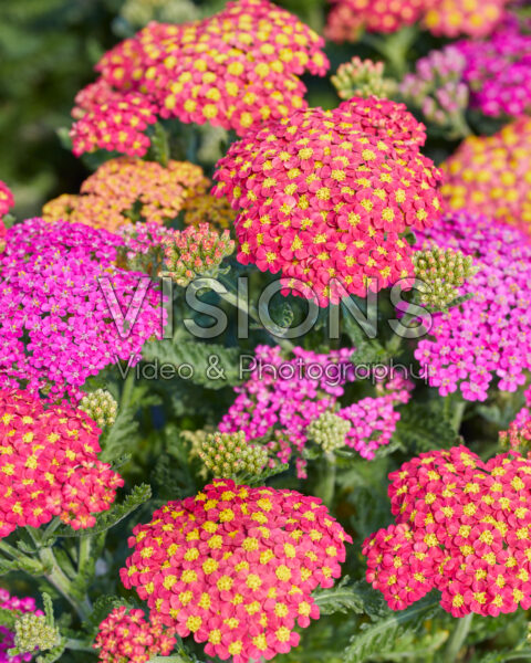 Achillea millefolium Milly Rock MixMasters® Achillea millefolium Milly Rock MixMasters®