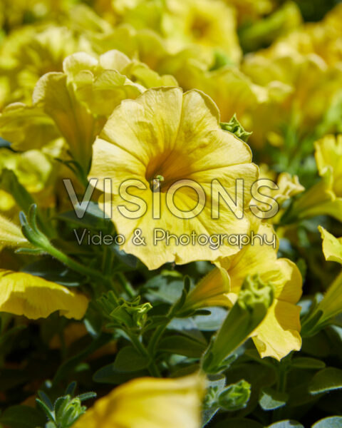 Petunia grandiflora GO!Tunia® Hello Yellow Petunia grandiflora GO!Tunia® Hello Yellow