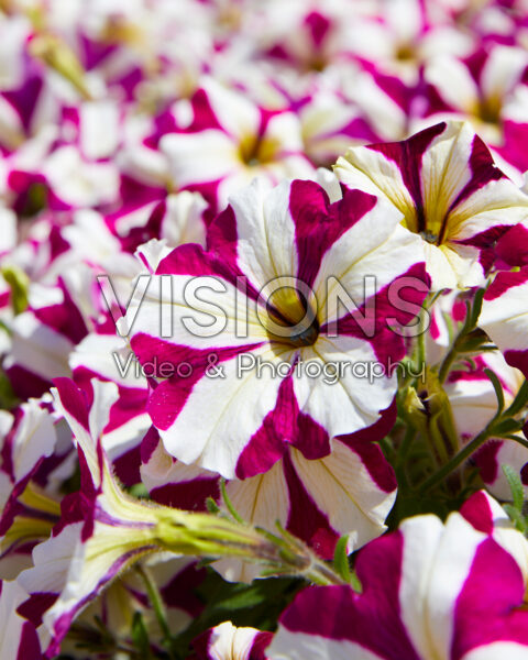 Petunia grandiflora GO!Tunia® Burgundy Star Petunia grandiflora GO!Tunia® Burgundy Star