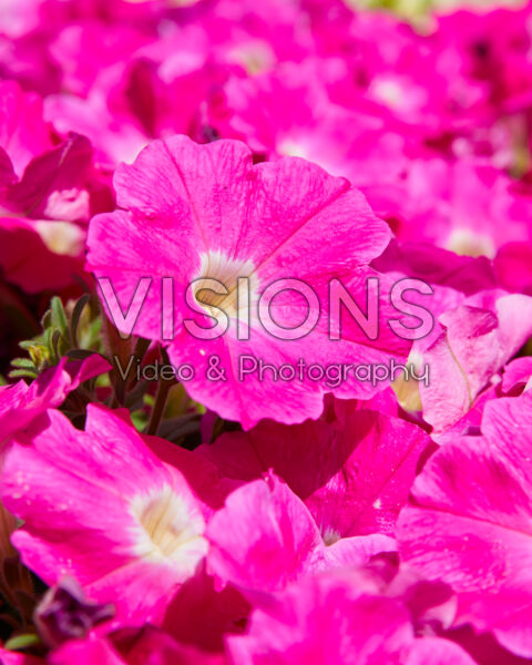 Petunia grandiflora GO!Tunia® Neon Pink Petunia grandiflora GO!Tunia® Neon Pink
