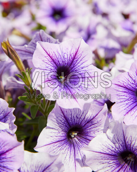 Petunia grandiflora GO!Tunia® Blue Vein Petunia grandiflora GO!Tunia® Blue Vein