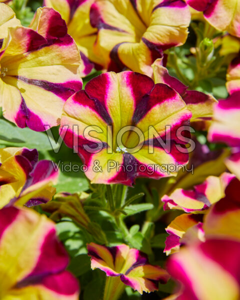 Petunia Amore™ Fiesta