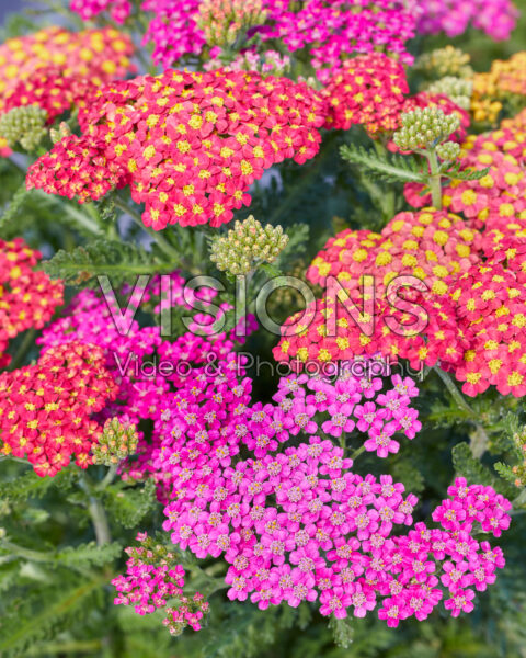 Achillea millefolium Milly Rock MixMasters® Achillea millefolium Milly Rock MixMasters®