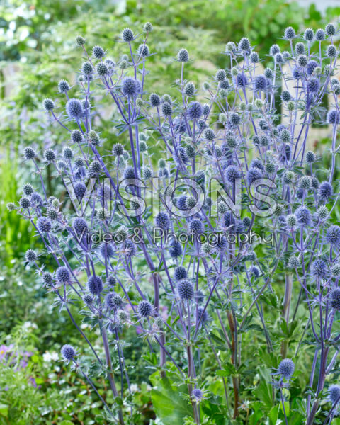 Eryngium planum Victory Blue Eryngium planum Victory Blue