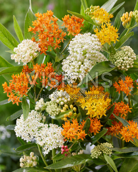 Asclepias mix