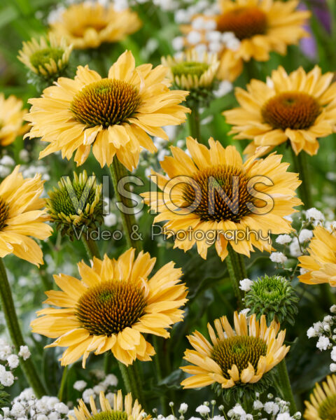 Echinacea purpurea Meditation Orange Echinacea purpurea Meditation Orange