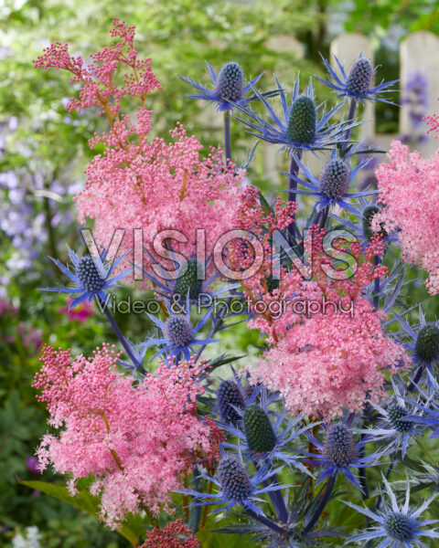 Eryngium Big Blue, Filipendula Eryngium Big Blue, Filipendula