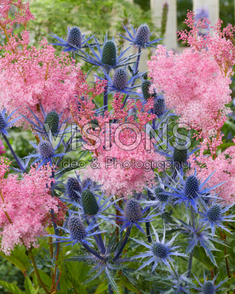 Eryngium Big Blue, Filipendula