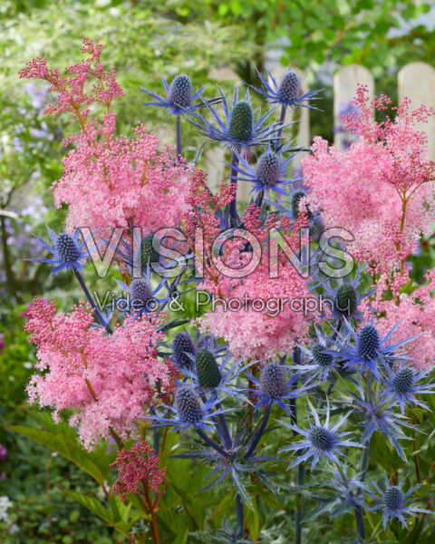 Eryngium Big Blue, Filipendula Eryngium Big Blue, Filipendula