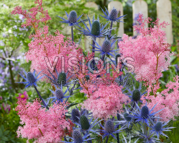 Eryngium Big Blue, Filipendula Eryngium Big Blue, Filipendula