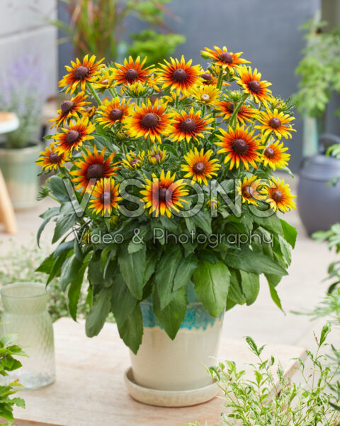 Rudbeckia Sunbeam SmileyZ™ Rudbeckia Sunbeam SmileyZ™
