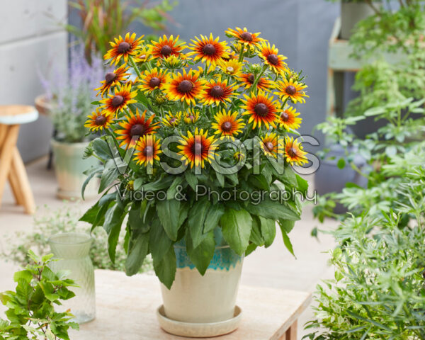 Rudbeckia Sunbeam SmileyZ™ Rudbeckia Sunbeam SmileyZ™