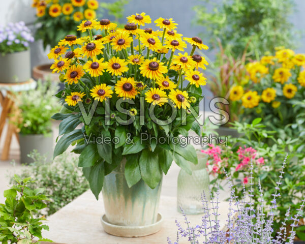 Rudbeckia Divine SmileyZ™ Rudbeckia Divine SmileyZ™