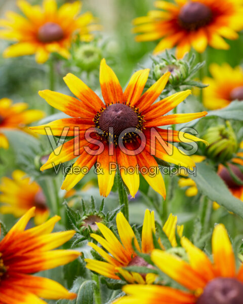 Rudbeckia Sunbeam SmileyZ™ Rudbeckia Sunbeam SmileyZ™