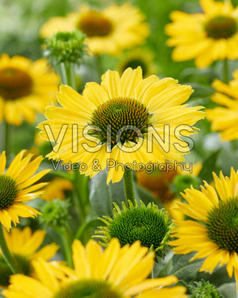 Echinacea Yellow Pearl Improved