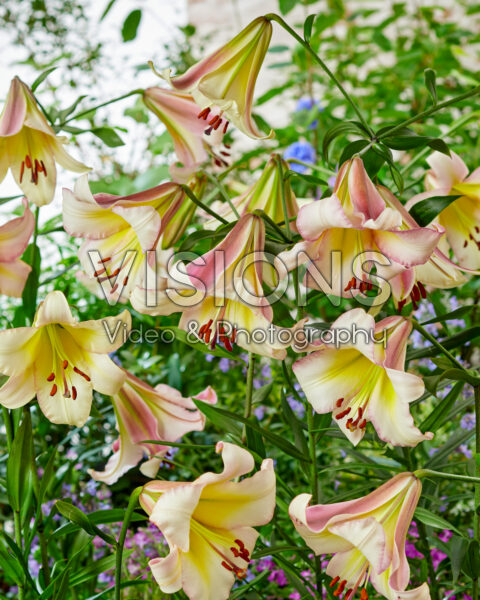 Lilium Beijing Moon Lilium Beijing Moon